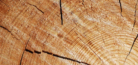 Holzstamm - Querschnitt